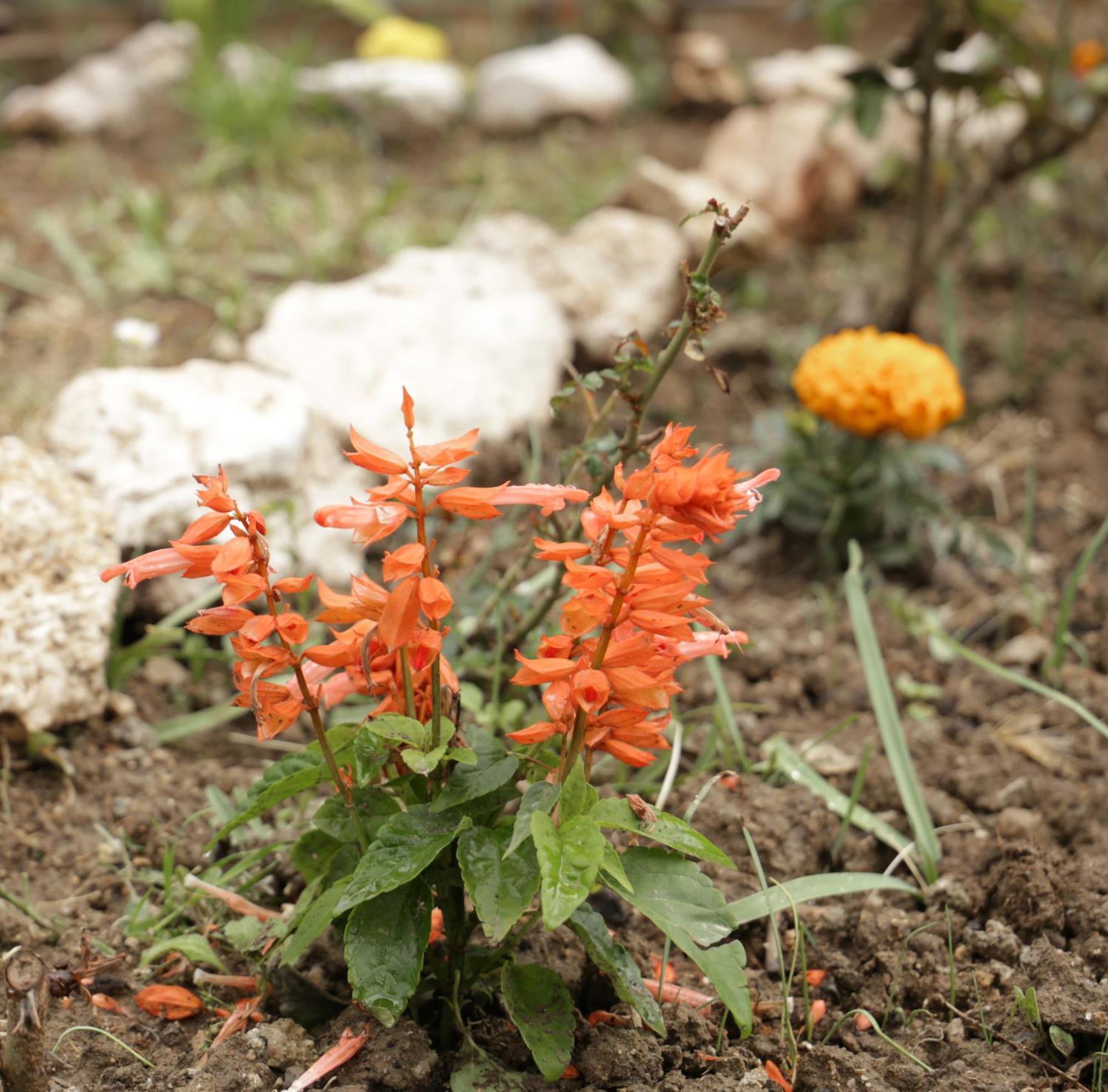 Gardelis Gardens Daire Benitses  Dış mekan fotoğraf